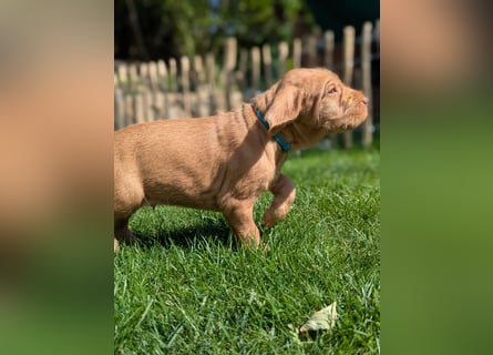 Ungarisch-Drahthaar-Welpen (UD) - Magyar Vizsla