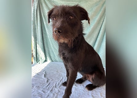 ❤️ RANDY mit den traurigen Augen - 1 Jahr, 45cm/15kg - Schnauzer-Mix