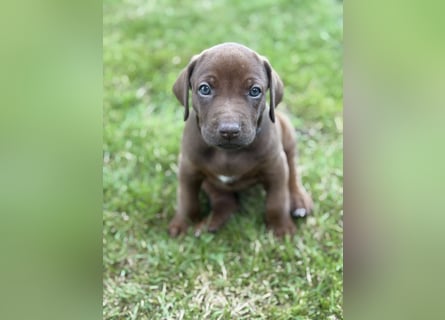 Rhodesian Ridgeback Welpen mit Papieren -Livernose-
