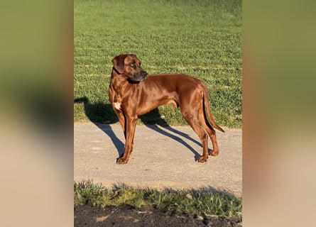 Rhodesian Ridgeback Dark Wheaten