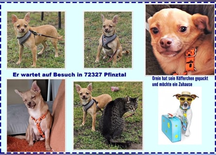 Orein ist ein fröhlicher, kleiner Kerl (76327 Pfinztal)