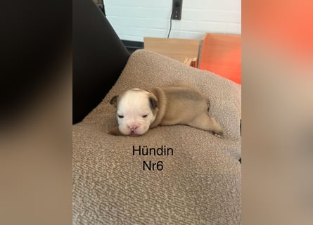 Hündin Nr 6