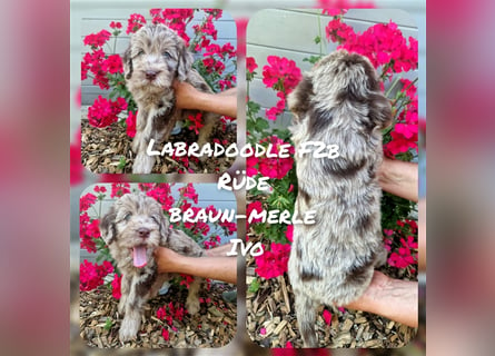 Labradoodle und Goldendoodle Mini/ Medium Welpen in verschiedenen Farben