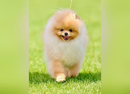 Exklusiver Pomeranian-Rüde – Showqualität, FCI