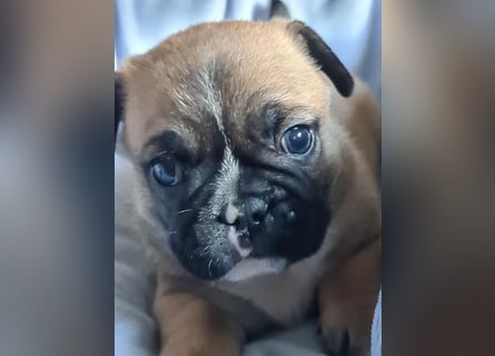 Allerliebste FROPS Kinder (Französische Bulldogge und Mops)