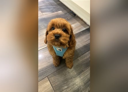 Cockapoo. F1 American Wurfankündigung Mai 2025