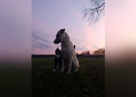Hallo ich bin Schäferhund Mischling Rudi