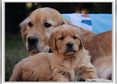 Golden Retriever Welpen vom Thüringer Wald