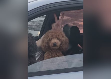 Rot Toypudel sucht neues Zuhause