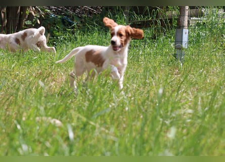 Abenteurer - Irish Red and White Setter
