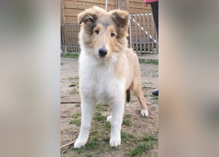 verschmuste Colliewelpen mit Papieren
