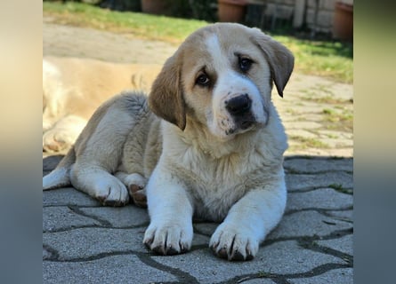 Mittelasiatischer Schäferhund mit stammbaum
