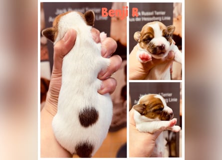 Jack Russel Terrier Welpen mit Stammbaum