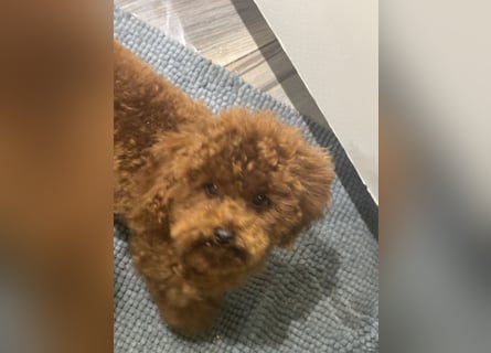 Pudel sehr kleine Hündin Asiatische Linie  Schosshund