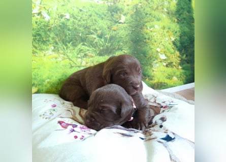 Reinrassige Labradorwelpen