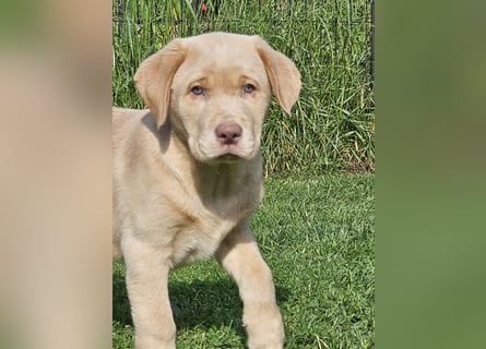 Labrador Welpe mit Ahnenpass Rüde sucht seine Familie