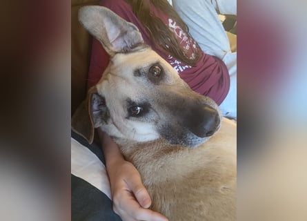 Hallo ich bin Schäferhund Mischling Rudi