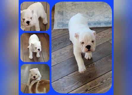 Englische Bulldoggen welpen Top Pedigree FCI
