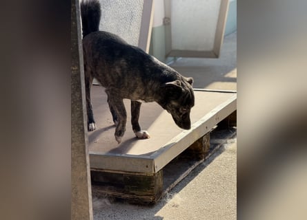 Lui - kleiner Hund mit großem Herz sucht 2te Chance