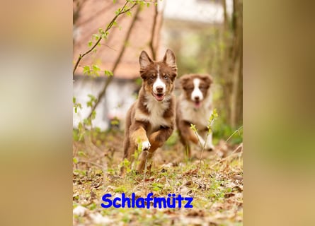 Australian Shepherd Welpen Rüden, ASCA