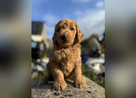 GoldenDoodle Welpen 