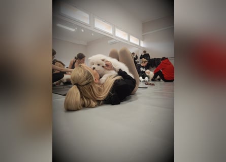 Einzigartige Samojede Welpen