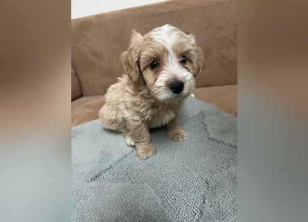Maltipoo - Welpen - Rüden und Hündin
