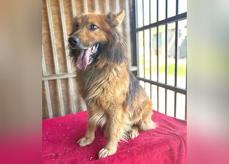 ❤️ superlieber ALFI - 1,5 Jahre, 46cm/16kg - Mischling