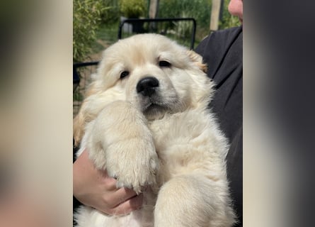 Golden Retriever Welpen aus excellenter Verpaarung