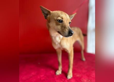 (R) ❤️ zarte kleine SZANDY - 4 Jahre, 32cm/4,2kg - Zwergpinscher-Mix