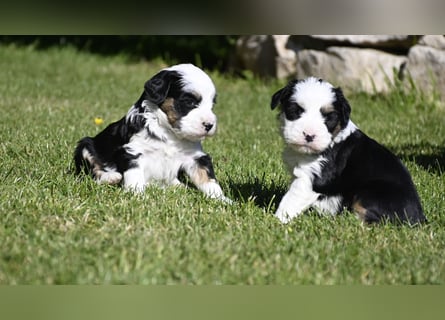traumhaft hübscher Tibet Terrier Welpen aus erfahrender Zucht  sind geboren dürfen im Juni ausziehen
