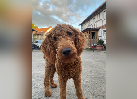 Labradoddle F1
