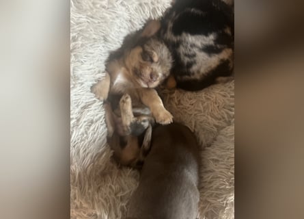 Chihuahua mix Welpen