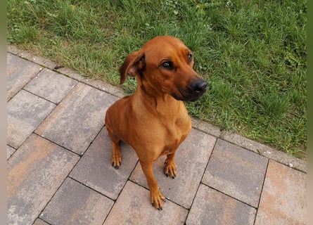 Rhodesian Ridgeback Welpen mit Papiere