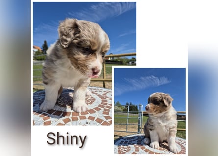 ❤️Wunderschöne ASCA Australian Shepherd Welpen ❤️