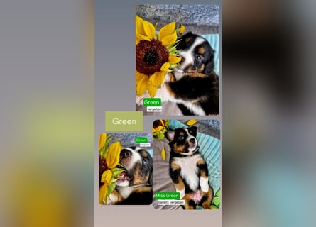 Australian Shepherd Wurfankündigung