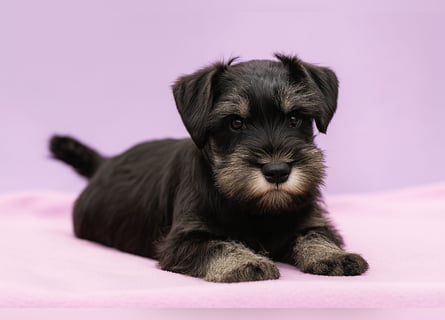Molly - bezauberndes Zwergschnauzer- Mädchen sucht ab sofort ihr Für-Immer-Zuhause