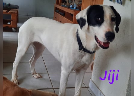 Jiji 07/2023 (in Deutschland) - ruhige und sanfte, wundervolle junge Hündin!