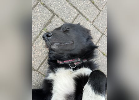 Lieb, Intelligent mit Charakter, Shollie Rude Kastriert