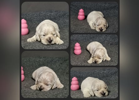 Cockapoo ! Bezaubernde Welpen aus langjähriger, bewährter u. überprüfter Haus/Familienaufzucht.