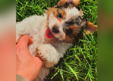 Biewer Yorkshire Terrier, Welpe,Rüde, reinrassig sehr selten