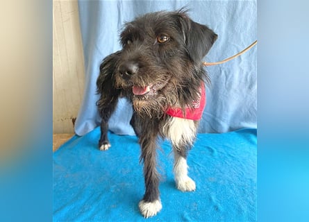 ❤️ ehemals armer LUPI - 2 Jahre, 45cm - Schnauzer-Mix