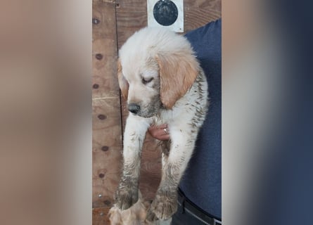 Golden Retriever Welpen/Creme x Dark Golden