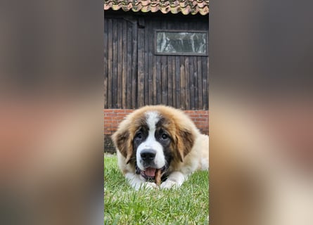 Bildhübsche Bernhardinerhündin