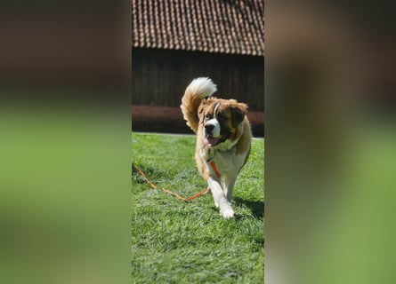 Bildhübsche Bernhardinerhündin