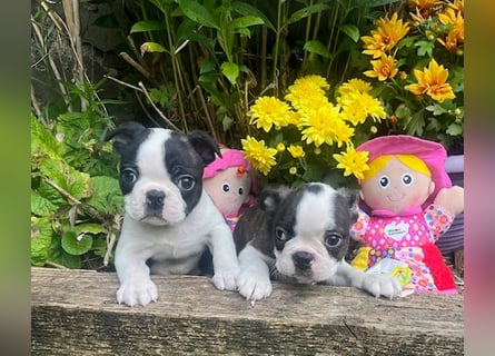 Boston Terrier Welpen