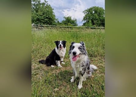 Traumhund: ruhiger & verschmuster Border Collie
