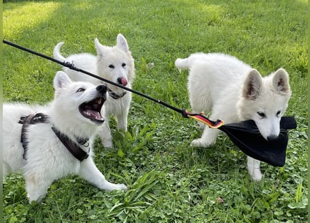 Weiße Schäferhundwelpen - Herzensbrecher für Familie, Sport und Show
