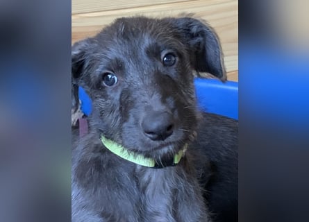 Deerhoundwelpen suchen ein liebevolles Für-Immer-Zuhause