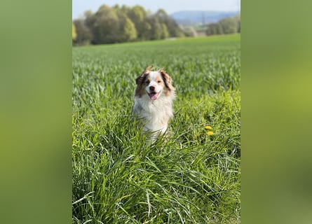 Liebenswerter Familienhund Maex sucht neues Zuhause